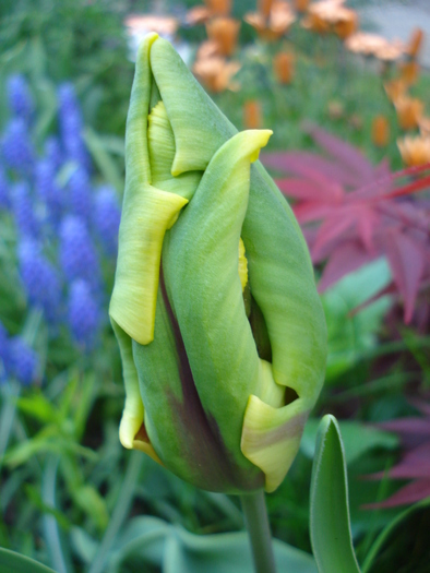 Tulipa Texas Flame (2010, April 29)