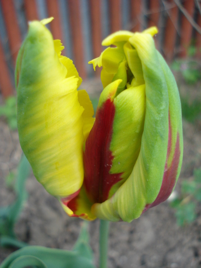 Tulipa Texas Flame (2010, April 29) - Tulipa Texas Flame