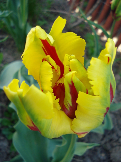 Tulipa Texas Flame (2010, April 29)