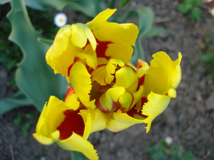 Tulipa Texas Flame (2010, April 29) - Tulipa Texas Flame