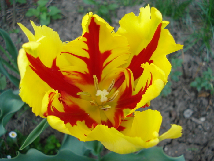 Tulipa Texas Flame (2010, April 30) - Tulipa Texas Flame