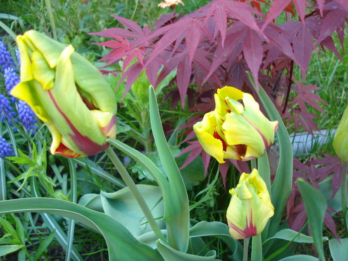 Tulipa Texas Flame (2010, April 30) - Tulipa Texas Flame