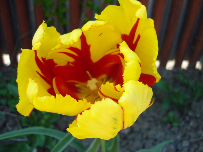 Tulipa Texas Flame (2010, May 01) - Tulipa Texas Flame
