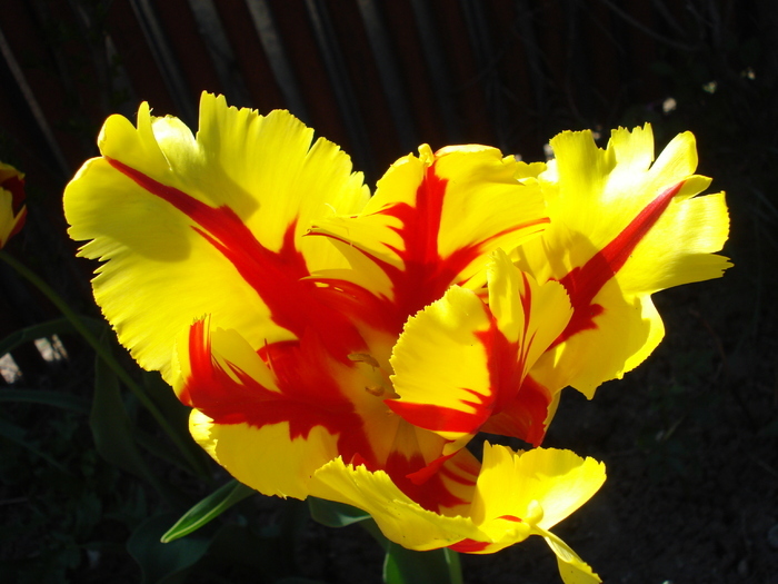 Tulipa Texas Flame (2010, May 01)