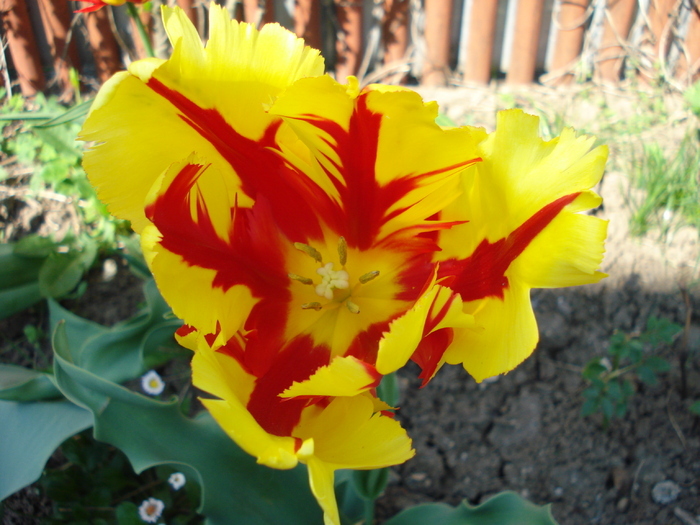 Tulipa Texas Flame (2010, May 02) - Tulipa Texas Flame