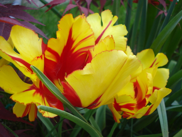 Tulipa Texas Flame (2010, May 05) - Tulipa Texas Flame