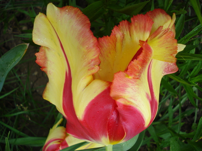 Tulipa Texas Flame (2010, May 07) - Tulipa Texas Flame