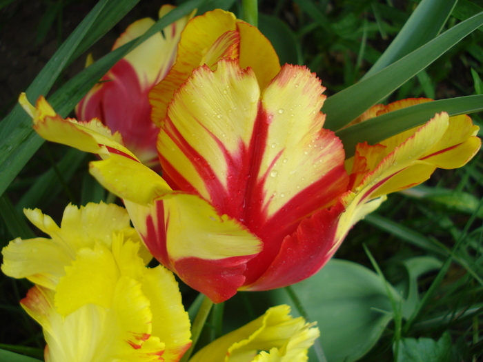 Tulipa Texas Flame (2010, May 07) - Tulipa Texas Flame