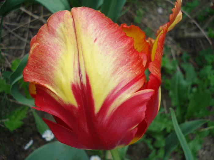 Tulipa Texas Flame (2010, May 07) - Tulipa Texas Flame