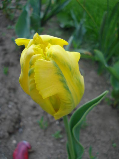Tulipa Texas Gold (2009, May 01) - Tulipa Texas Gold