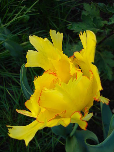 Tulipa Texas Gold (2009, May 09) - Tulipa Texas Gold