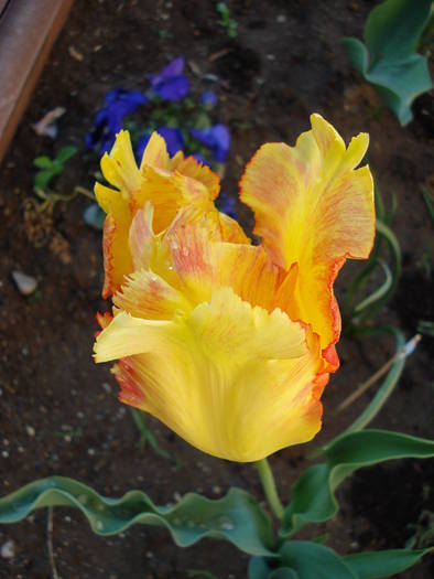 Tulipa Texas Gold (2009, May 09)