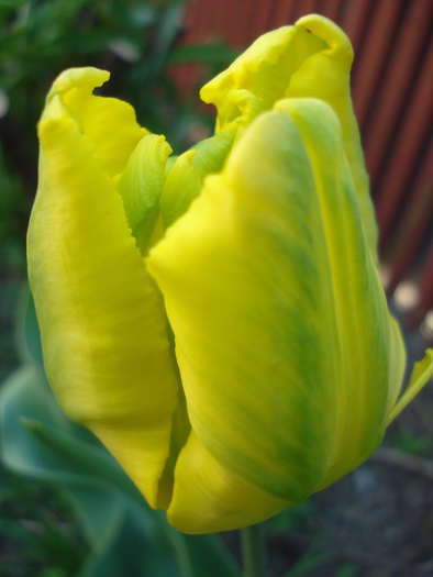 Tulipa Texas Gold (2010, April 29) - Tulipa Texas Gold