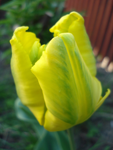 Tulipa Texas Gold (2010, April 29)