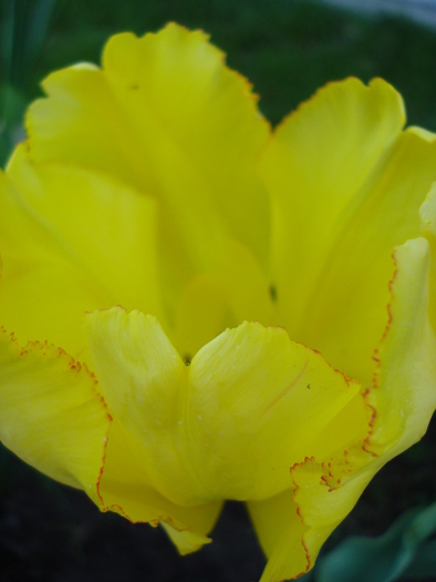 Tulipa Texas Gold (2010, May 01) - Tulipa Texas Gold