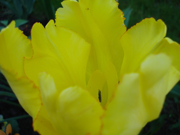 Tulipa Texas Gold (2010, May 01) - Tulipa Texas Gold