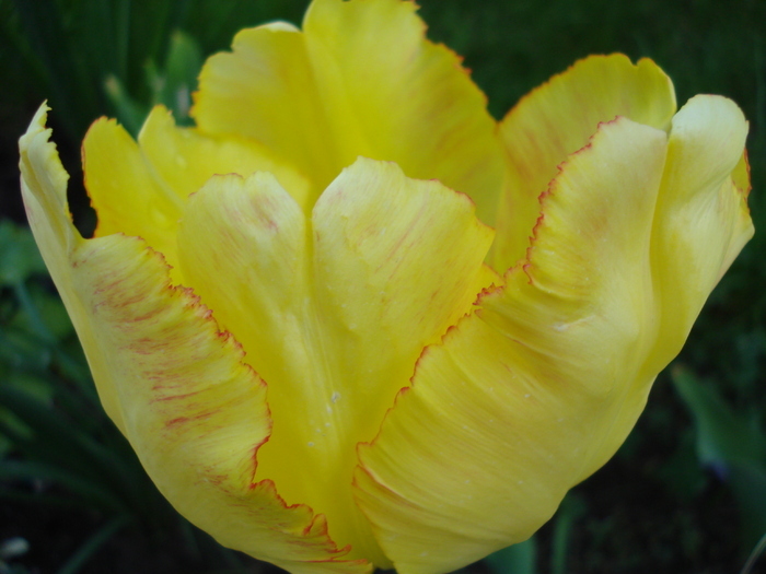 Tulipa Texas Gold (2010, May 05) - Tulipa Texas Gold