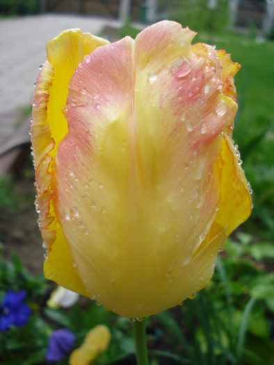 Tulipa Texas Gold (2010, May 07) - Tulipa Texas Gold