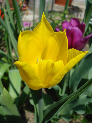 Tulipa Flashback (2010, April 18) - Tulipa Flashback