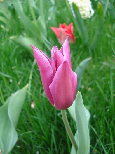 Tulipa Maytime (2009, April 13) - Tulipa Maytime