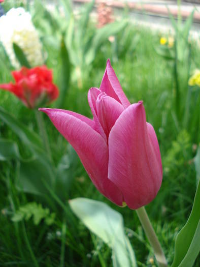 Tulipa Maytime (2009, April 13) - Tulipa Maytime