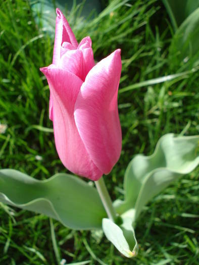 Tulipa Maytime (2009, April 13) - Tulipa Maytime
