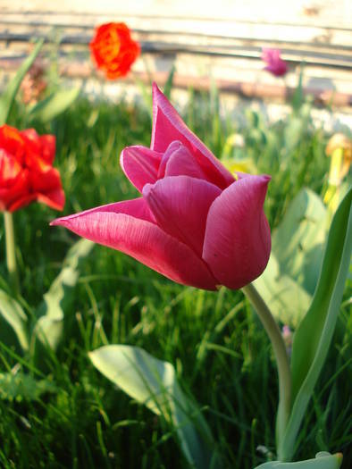 Tulipa Maytime (2009, April 15)