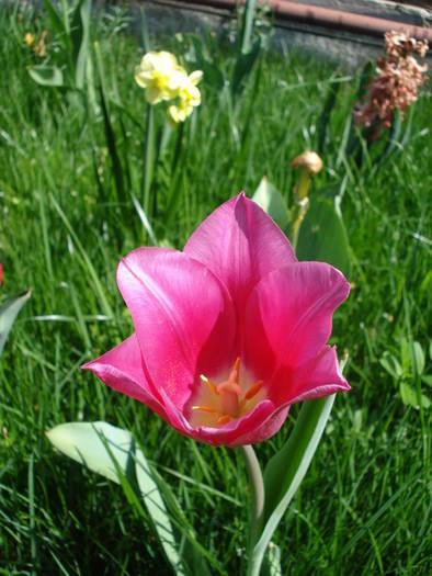 Tulipa Maytime (2009, April 16) - Tulipa Maytime