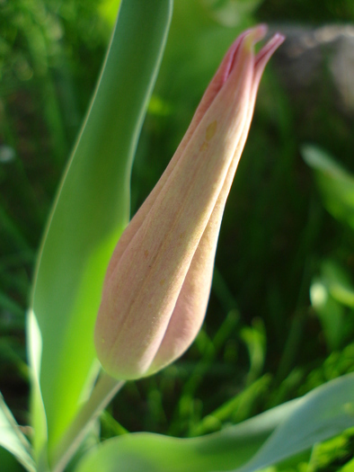 Tulipa Maytime (2010, April 13) - Tulipa Maytime