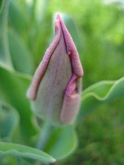 Tulipa Maytime (2010, April 13) - Tulipa Maytime