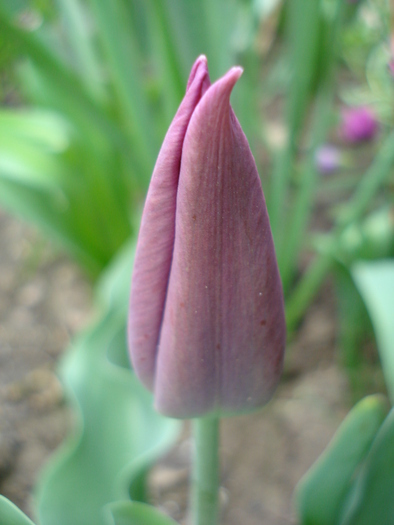 Tulipa Maytime (2010, April 15)