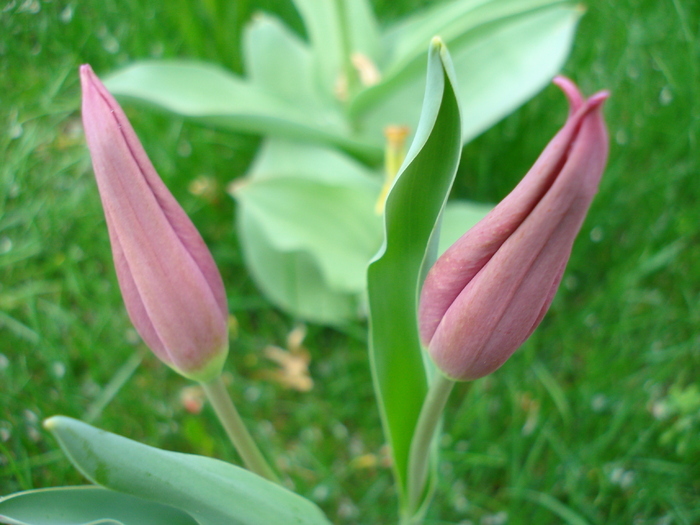 Tulipa Maytime (2010, April 15) - Tulipa Maytime