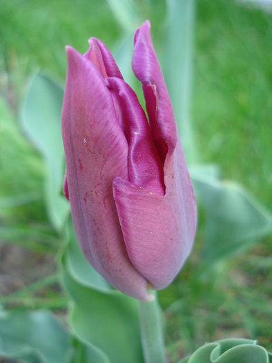 Tulipa Maytime (2010, April 16) - Tulipa Maytime