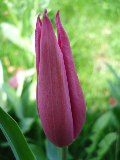 Tulipa Maytime (2010, April 16) - Tulipa Maytime