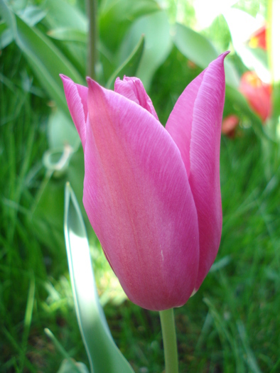 Tulipa Maytime (2010, April 16)