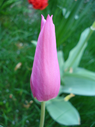 Tulipa Maytime (2010, April 18) - Tulipa Maytime