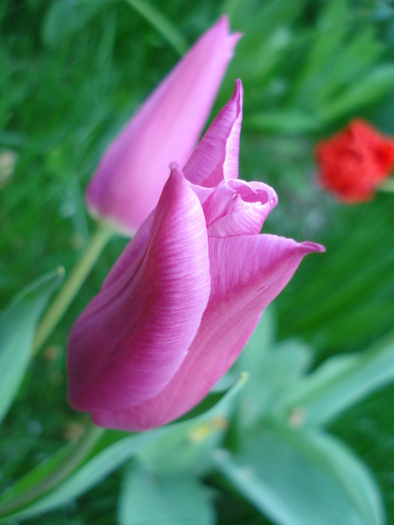 Tulipa Maytime (2010, April 18)