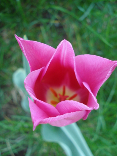 Tulipa Maytime (2010, April 18)