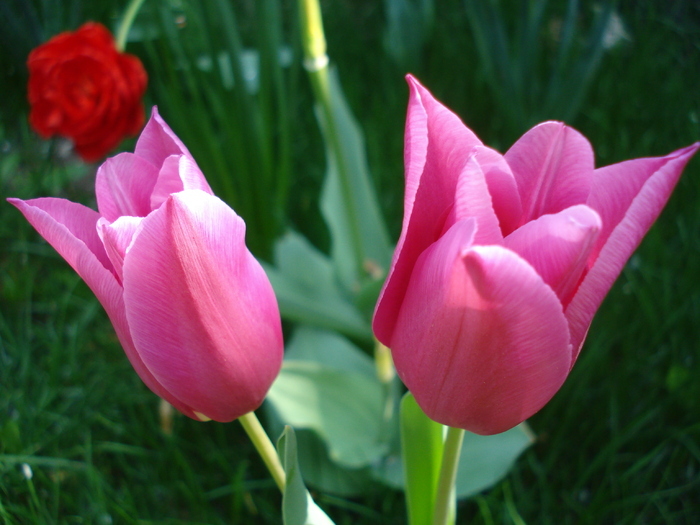 Tulipa Maytime (2010, April 18)