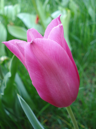 Tulipa Maytime (2010, April 18)