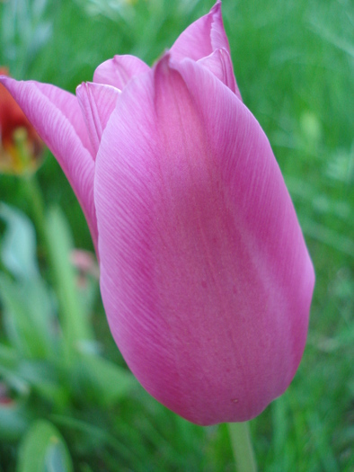 Tulipa Maytime (2010, April 18) - Tulipa Maytime