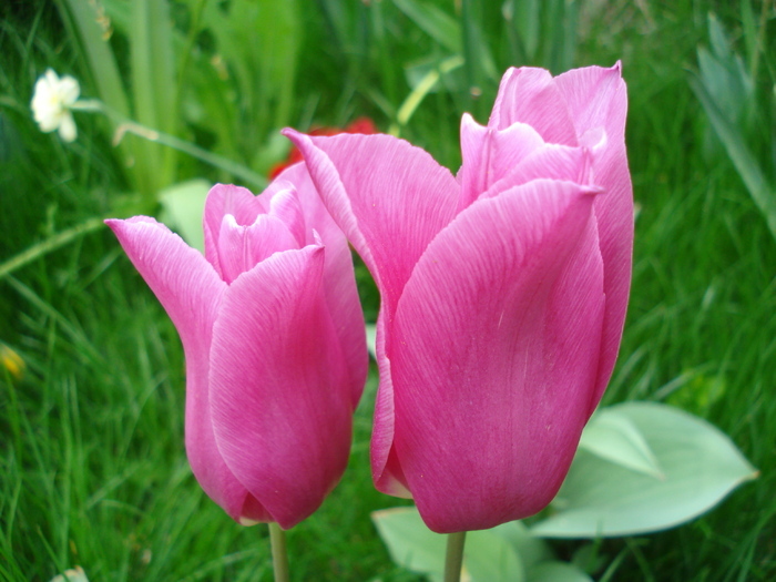 Tulipa Maytime (2010, April 24)