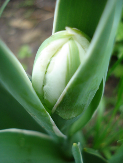 Tulipa Carnaval de Nice (2010, April 20)