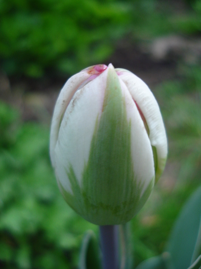 Tulipa Carnaval de Nice (2010, April 24)