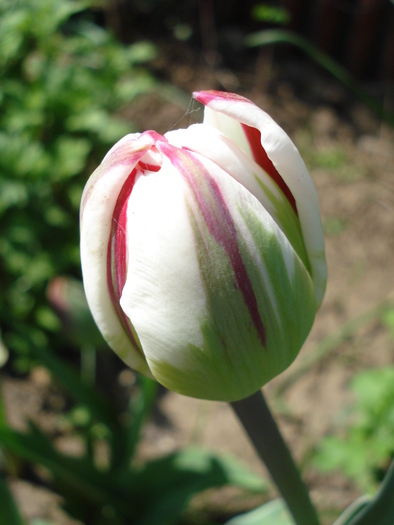 Tulipa Carnaval de Nice (2010, April 26)