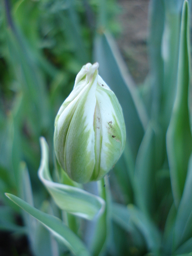 Tulipa Carnaval de Nice (2010, April 27)