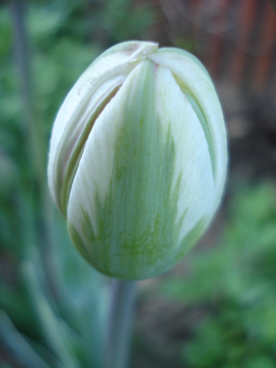 Tulipa Carnaval de Nice (2010, April 27)