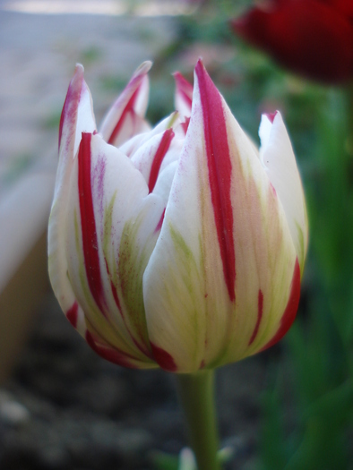 Tulipa Carnaval de Nice (2010, May 02)