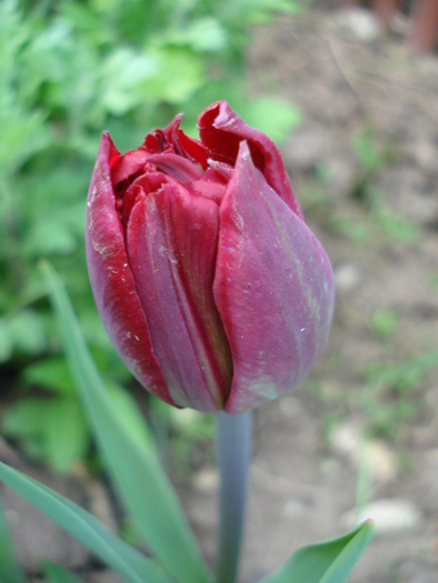 Tulipa Midnight Magic (2010, April 29) - Tulipa Midnight Magic