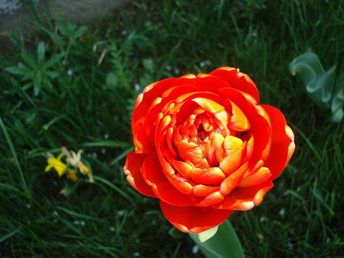 Tulipa Miranda (2009, April 11) - Tulipa Miranda